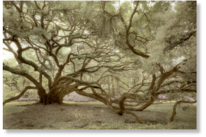 Hand-Tinted